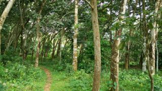 65 cents of land for sale in Thottackad,Kottayam (Near puthupally)