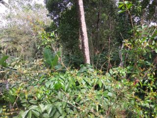 19 cents land near Wayanad Cricket Stadium