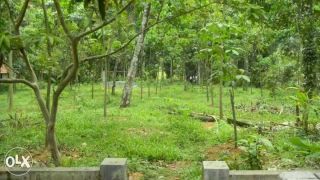 30 cent house plot for sale at Thodupuzha.