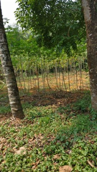 17 cent house plot on highrange highway for sale