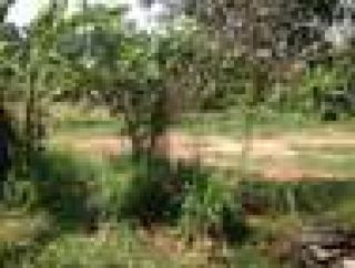 Residential Plot at Devalokam, Kanjikuzhy, Kottayam