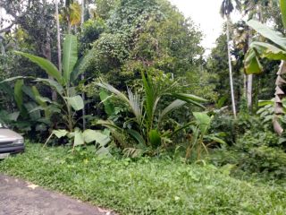 Excellent 36 cents land at kummanode, kizhakkambalam, Ernakulam