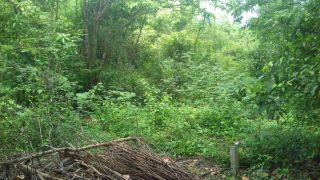 65 cent rectangular land for sale, Location: karimkulangara, athipotta, alathur, palakkad