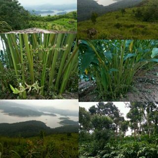 Idukki dam top for resorts