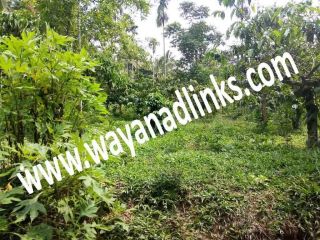 33 cent level land for sale at Kenichira,Wayanad,Wayanadlinks