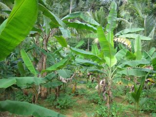 Residential plot for sale in Trivandrum peroorkada