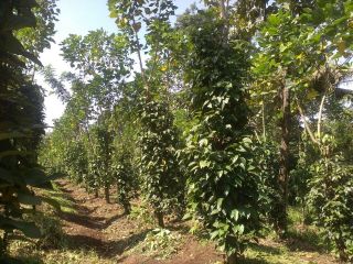 2 ACRES OF PEPPER PLANTATION
