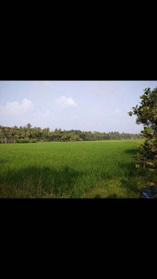 45 cent agriculture land.45000 rs /cent.