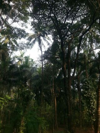 28 CENTS PLOT MALAPPURAM MUNICIPALITY STATE HIGHWAY