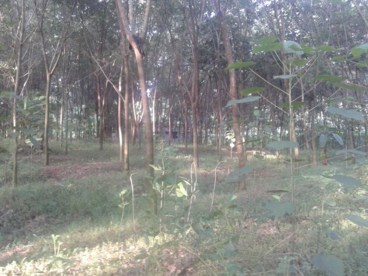 62.5 cent for Sale in Cheriyanad Chengannur