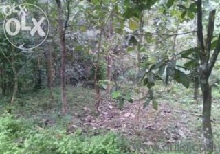 I want sale my plot very low price parayil house vellayil po tiruvalla