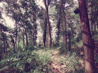 1.75 acre land neelloor muttom