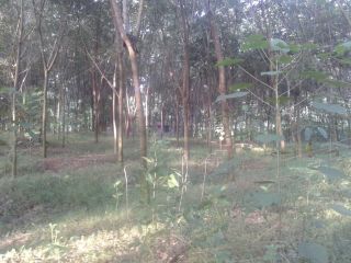 62.5 cent for Sale in Cheriyanad Chengannur