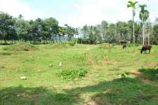 2.50 Acres of land for sale at Peruva Piravom Road, Kottayam