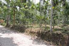 50 cent prime residential plot for sale @ kenichira,Wayanad