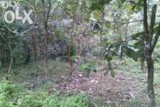 I want sale my plot very low price parayil house vellayil po tiruvalla