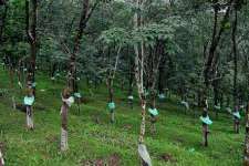1.60 acre rubber estate at pathanad