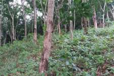 Rubber plantation 128 cents