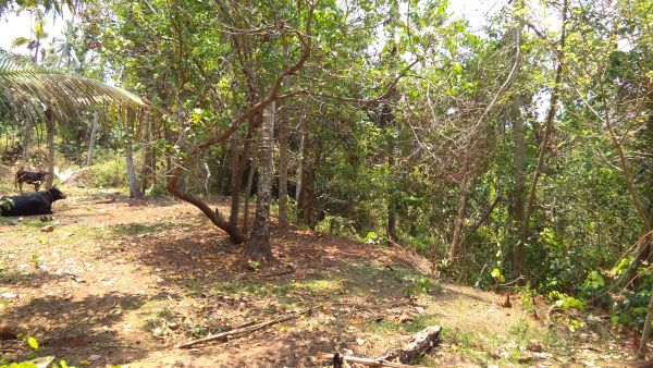 50 cent land sale in varkala