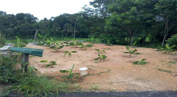 6.50 cents of land in Chottanikkara-Eruveli