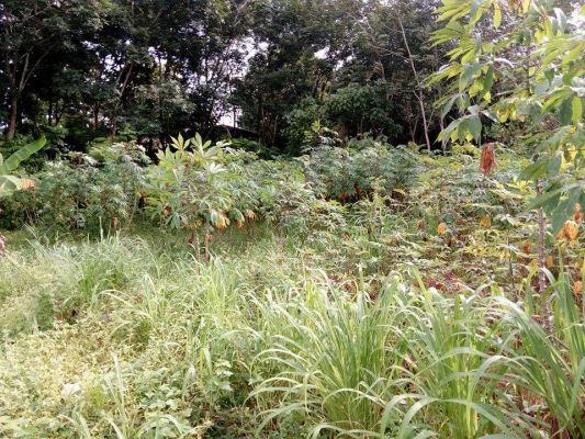 4 cents of land in Thrippunithura-Kandanad