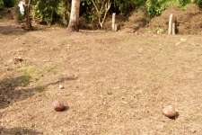11.5 cents of land for sale near indira nagar, peroorkada