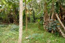 8 cent house plot for sale in Thripnithunithura-Chottanikara