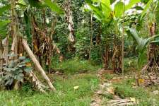 8 cent house plot in Thripunithura-Chottanikkara