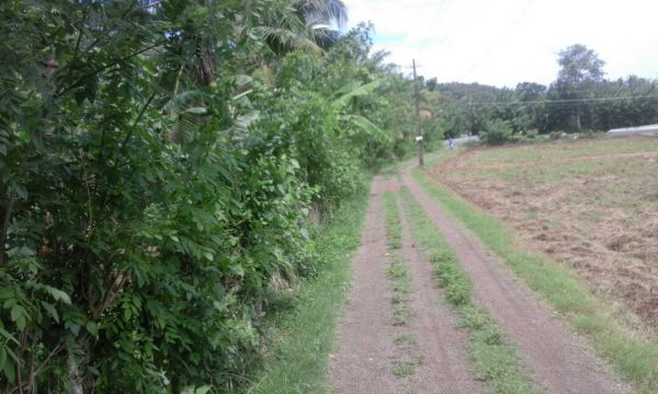 45 cents plain plot at Trithala