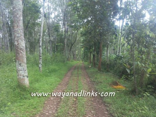2.5 acre rubber plot for sale at kenichira Wayanad
