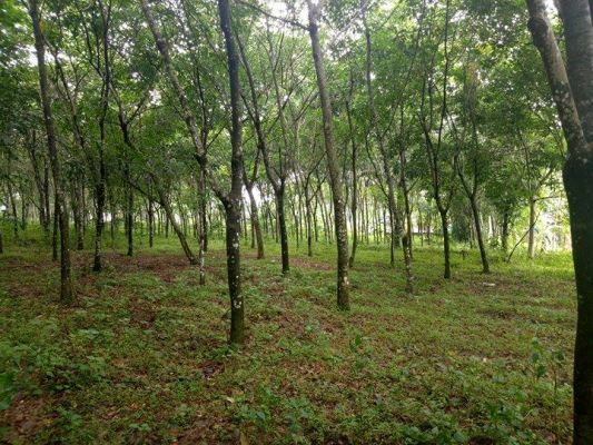 15 cent of land in chottanikkara for sale