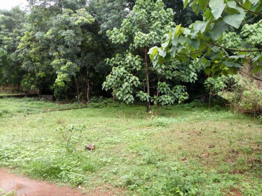 6 cent of land in Thiruvankulam for sale