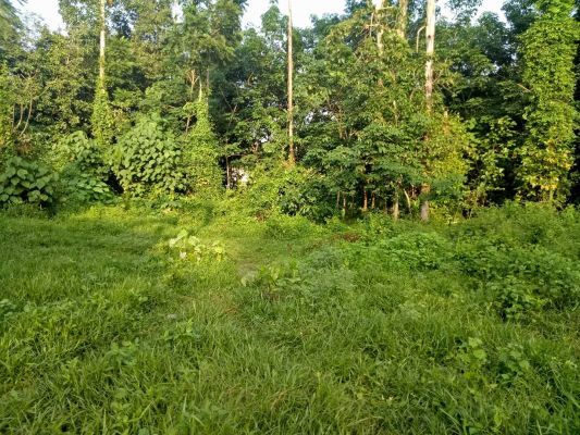 8 Cent of land in Mammala, Thiruvankulam for sale