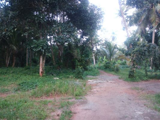 3.5Acres of commercial land besides Haripad Medical College