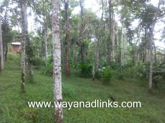 1 acre land for sale near Koleri,Wayanad Wayanadlinks
