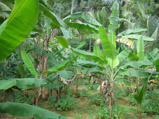 Residential plot for sale in Trivandrum peroorkada