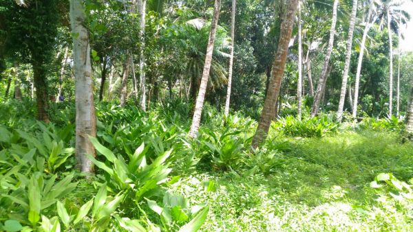 45 Cent Prime Property Opp Beach in Kozhikode Near Kappad
