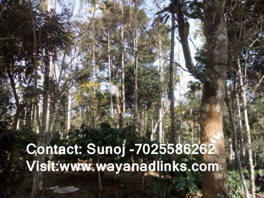 1.5 acre land at Nadavayal- 50 Lakhs-Wayanadlinks