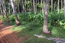 15 cents of land in Chelannur- Calicut