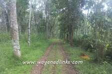 2.5 acre rubber plot for sale at kenichira Wayanad