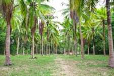 60 cents square plot for sale INFRONT of vizinjam bypass