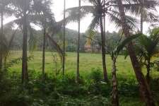 50 cent of agricultural land for sale at perambra.7 lakh for 50 cent .
