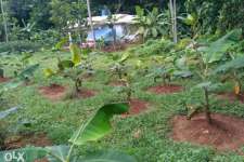 20 cent house plot for sale in kothamangalam,Ernakulam