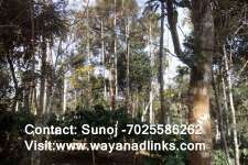 1.5 acre land at Nadavayal- 50 Lakhs-Wayanadlinks