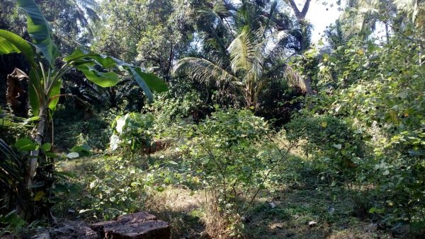 33 cent of land in cherukunnu,malapuram