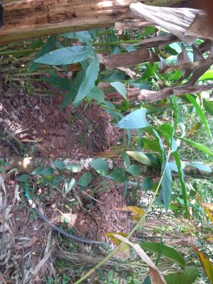 5 acre land in Nedumkandom,Idukki,Kerala