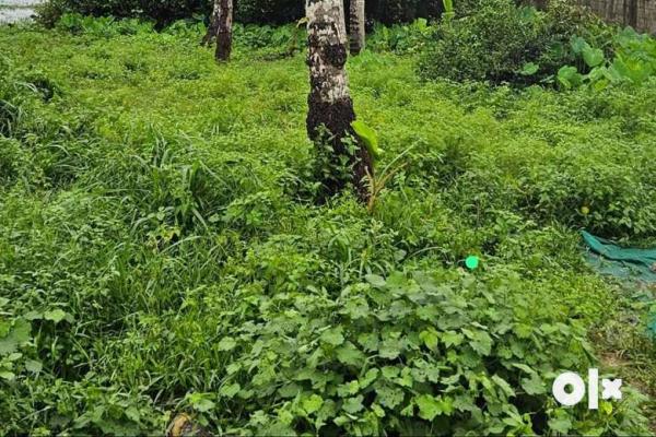 The residential land for sale at olari, chettupuzha, thrissur